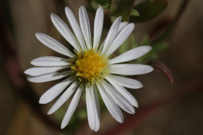 Hall's aster  Aster chilensis ssp. hallii (syn. A. hallii)