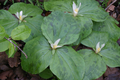 Trillium parviflorum  Small-flowered trillium