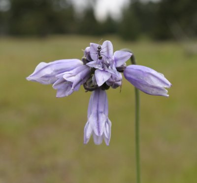 Brodiaea howellii (syn. Triteleia grandiflora v. howellii)