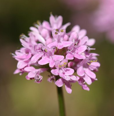 Plectritis congesta