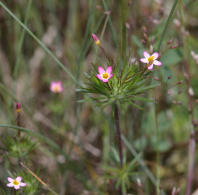 Linanthus bicolor