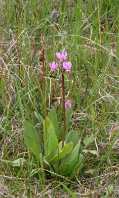 Dodecatheon pulchellum  Few flowred shooting star