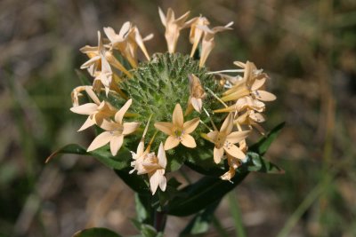 Collomia grandiflora