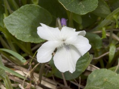 Viola adunca (white form, with purple spur)