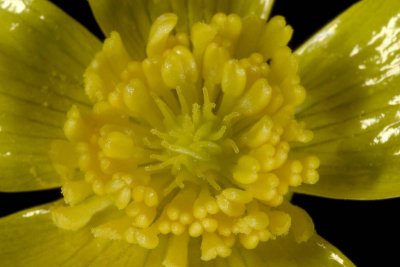 Ranunculus occidentalis  Western buttercup