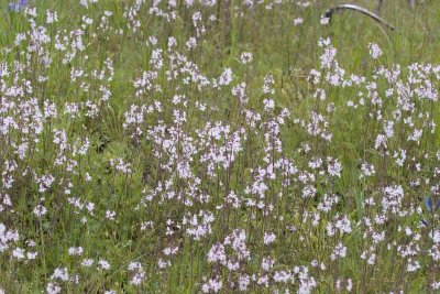 Lithophragma parviflora  Prairie shooting star