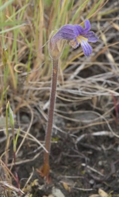 Orobanche uniflora  Naked broomrape