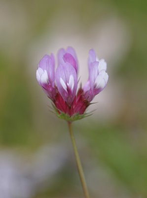 Trifolium tridentatum  Tomcat clover