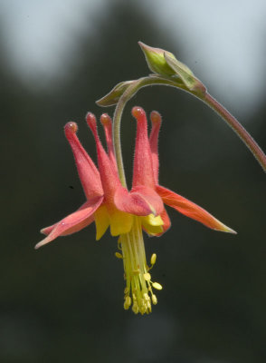 Red columbine Aquilegia formosa