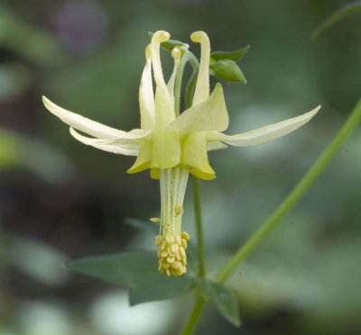 Red columbine Aquilegia formosa (yellow form, not A. flavescens)