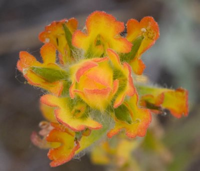 Castilleja hispida  Harsh paintbrush