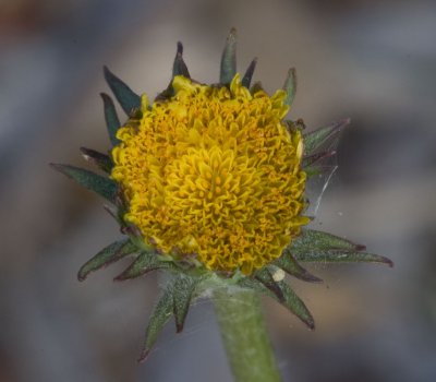 Agoseris grandiflora  Large-flowered Agroseris