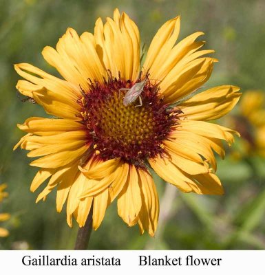 Gaillardia aristata  Blanketflower
