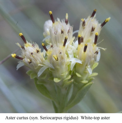 White-topped aster  Aster curtus (Seriocarpus rigidus)