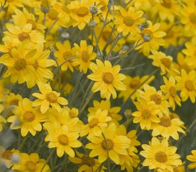 Oregon sunshine  Eriophyllum lanatum