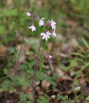 Lithophragma parviflora  Prairie shooting star