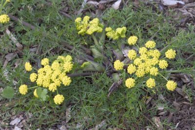 Lomatium utriculatum