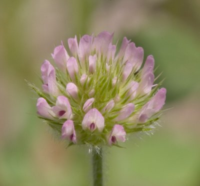 Trifolium microcephalum (not macro)