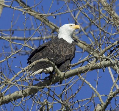 Bald Eagle