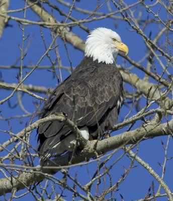 Bald Eagle