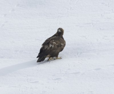 Golden Eagle (near Susanville, NE Ca)