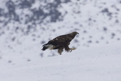 Golden Eagle (near Susanville, NE Ca)