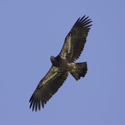 Bald Eagle, 1st year juvenile