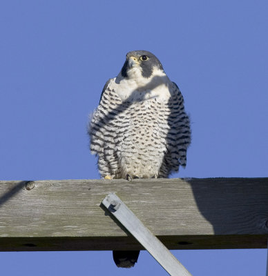 Peregrine Falcon