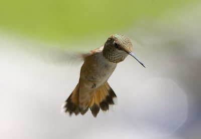 Rufous Hummingbird (F)