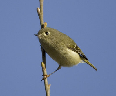 Ruby-crowned Kinglet