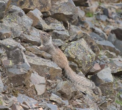 California ground squirrel