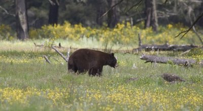 Black bear in prairie