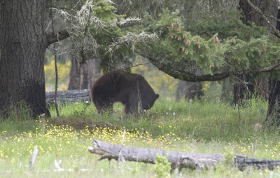 Black bear in prairie