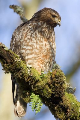 Red-shouldered Hawk (juv)