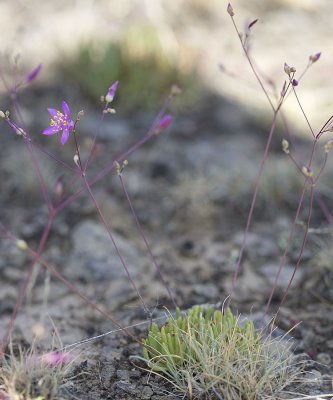 Spiny fameflower  Talinum spinescens