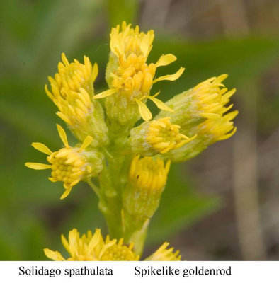 Solidago spathulata  Spiked goldenrod