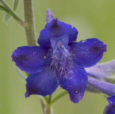 Delphinium nutallii   Nuttall's larkspur