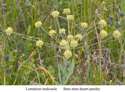 Lomatium nudicaule