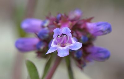 Penstemon procerus