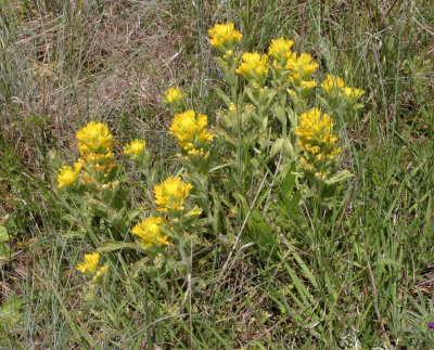 Castilleja hispida (yellow form)