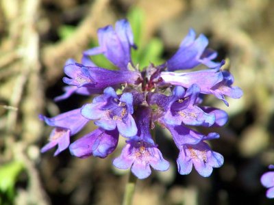 Penstemon procerus