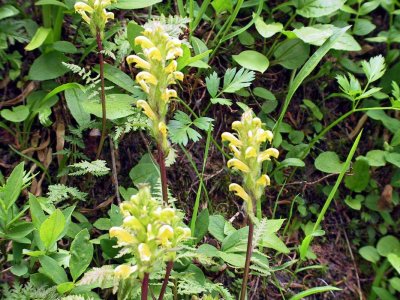 Mt. Rainier lousewort Pedicularis rainierensis