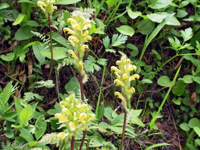 Mt. Rainier lousewort  Pedicularis rainierensis