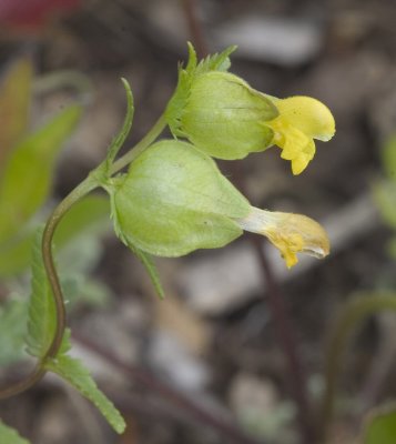 Rhinanthus minor (crista-galli) Yellow rattle