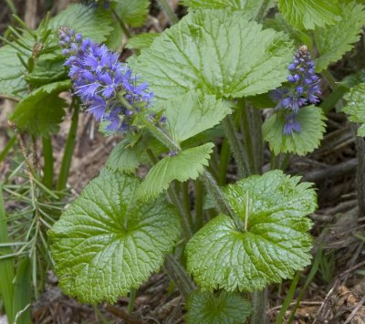 Synthyris schizantha