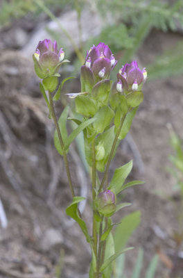 Othocarpus imbricatus