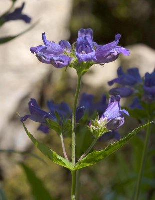 Penstemon serrulatus