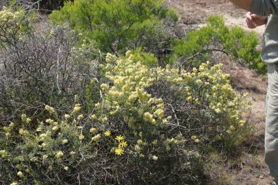 Grayia (Atriplex) spinosa showing various colour variations