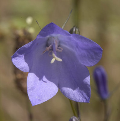 Campanula rotundifolia  Blue bells