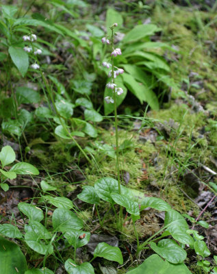 Pyrola asarifolia